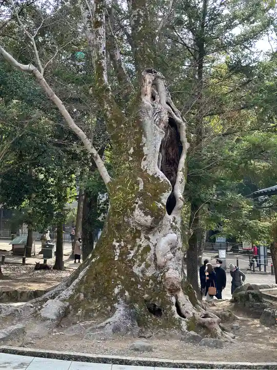 春日大社の自然