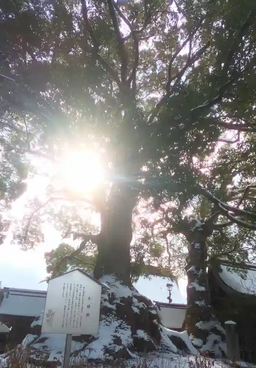 太宰府天満宮の自然