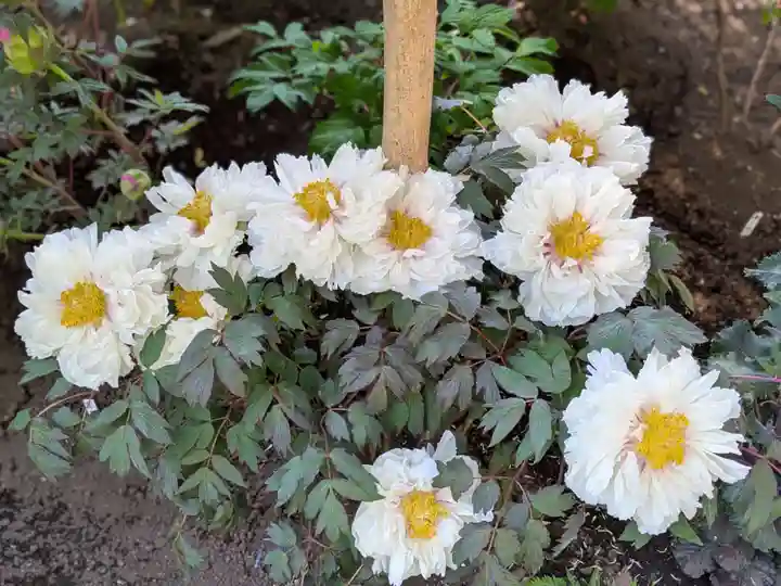 上野東照宮(東京都)