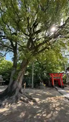 藤森神社の{uncategorized: "未分類", other: "その他", undefined: "問題あり", building: "その他建物", grave: "お墓", sacred_gate: "鳥居", guardian: "狛犬", statue: "像", buddha: "仏像", history: "歴史", nature: "自然", garden: "庭園", animal: "動物", pagoda: "塔", temizu: "手水舎", mountain_gate: "山門・神門", sanctuary: "本殿・本堂", subordinate: "末社・摂社", art: "芸術", scenery: "景色", jizo: "地蔵", ema: "絵馬", goshuin: "御朱印", omikuji: "おみくじ", items: "授与品その他", amulet: "お守り", goshuincho: "御朱印帳", eats: "食事", festival: "お祭り", votive_dance: "神楽", shichigosan: "七五三参", wedding: "結婚式", experience: "体験その他", initially: "初詣", around: "周辺", anti_infection: "感染症対策"}