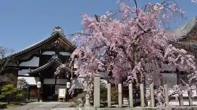 妙顯寺(妙顕寺)の本殿・本堂