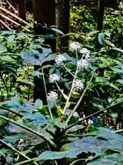 六所皇大神宮霊跡の自然