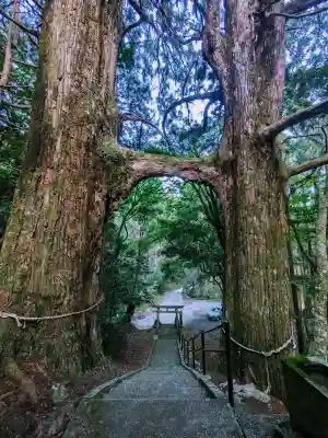 地主神社（桑の川の鳥居杉）(高知県)