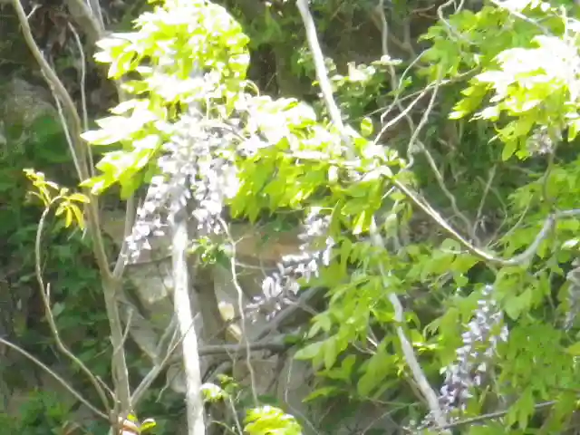 安養院 (田代寺)の自然