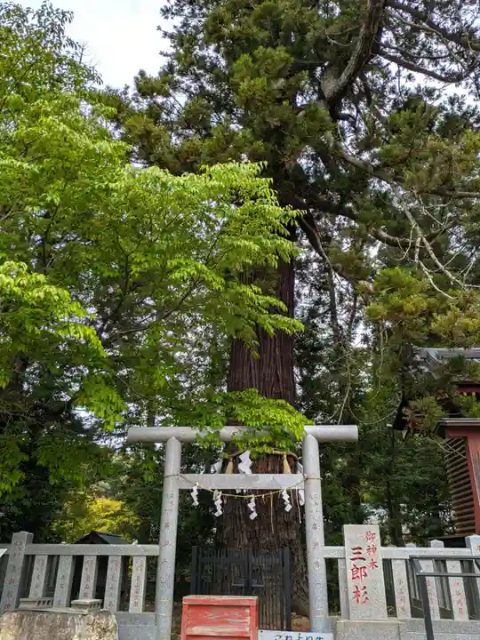 大杉神社(茨城県)
