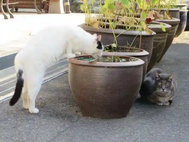 御誕生寺(猫寺)(福井県)