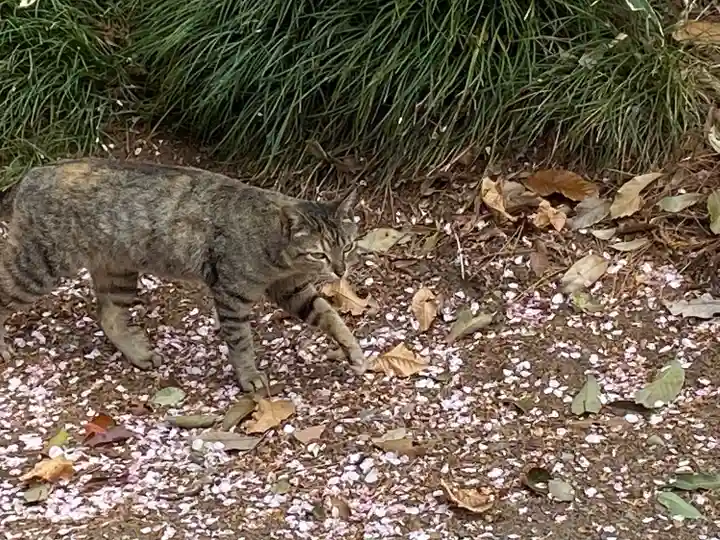 玉村八幡宮の動物