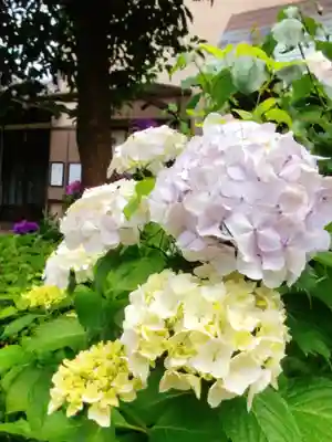 本郷氷川神社(東京都)