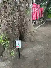 鶴嶺八幡宮の自然