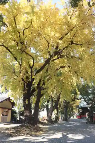 美奈宜神社の自然