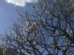 湯島天満宮の自然