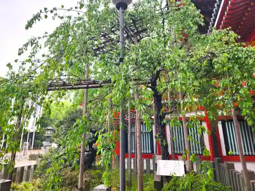 大須観音 （北野山真福寺宝生院）の自然