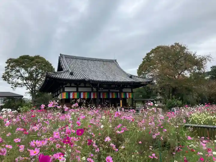 般若寺 ❁コスモス寺❁(奈良県)