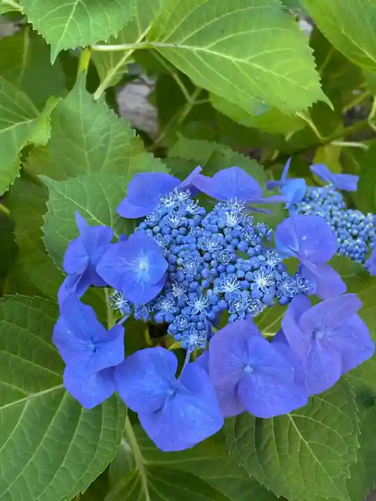 妙楽寺(神奈川県)