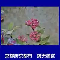 錦天満宮(京都府)