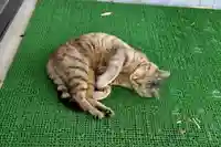 鹿角八坂神社の動物