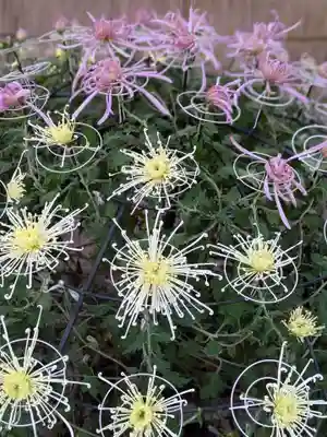 亀戸天神社のお祭り