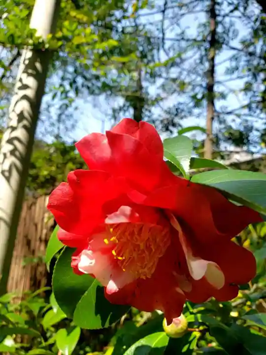 赤坂氷川神社(東京都)