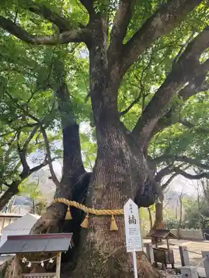 大麻比古神社の自然
