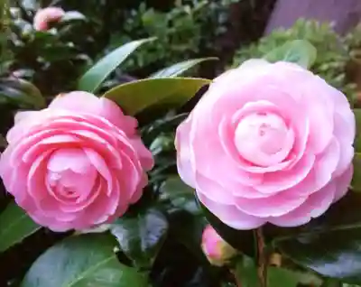靖國神社(東京都)