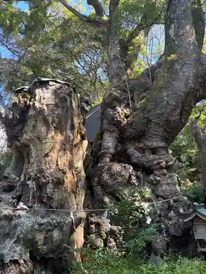 來宮神社(静岡県)