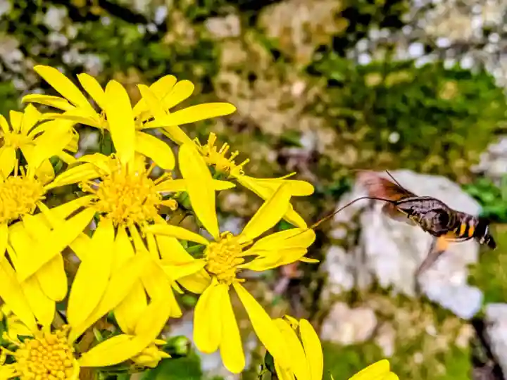 竹林寺の{uncategorized: "未分類", other: "その他", undefined: "問題あり", building: "その他建物", grave: "お墓", sacred_gate: "鳥居", guardian: "狛犬", statue: "像", buddha: "仏像", history: "歴史", nature: "自然", garden: "庭園", animal: "動物", pagoda: "塔", temizu: "手水舎", mountain_gate: "山門・神門", sanctuary: "本殿・本堂", subordinate: "末社・摂社", art: "芸術", scenery: "景色", jizo: "地蔵", ema: "絵馬", goshuin: "御朱印", omikuji: "おみくじ", items: "授与品その他", amulet: "お守り", goshuincho: "御朱印帳", eats: "食事", festival: "お祭り", votive_dance: "神楽", shichigosan: "七五三参", wedding: "結婚式", experience: "体験その他", initially: "初詣", around: "周辺", anti_infection: "感染症対策"}