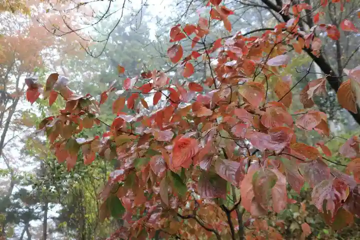 阿久津「田村神社」(郡山市阿久津町)旧社名:伊豆箱根三嶋三社の自然