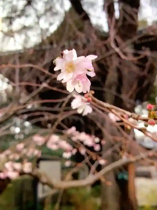 妙法寺(東京都)