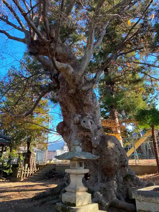 中尾神社の自然