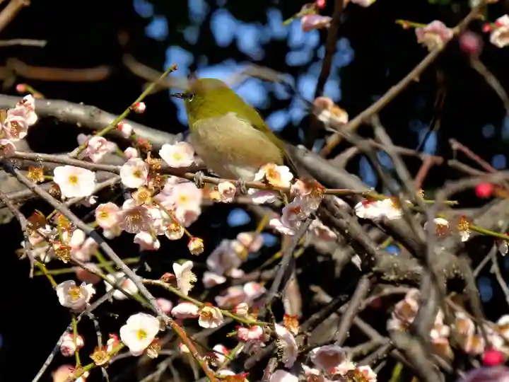 亀戸天神社の動物
