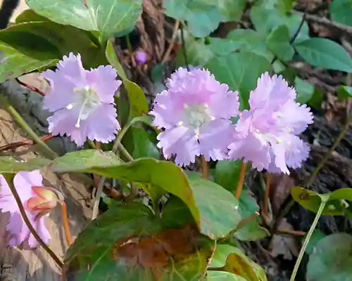 伊豆山神社 本宮(秋田県)