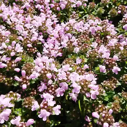 寿量山　速成寺の自然