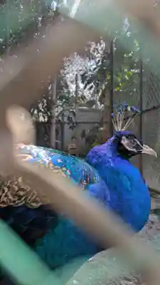 岩槻久伊豆神社(埼玉県)