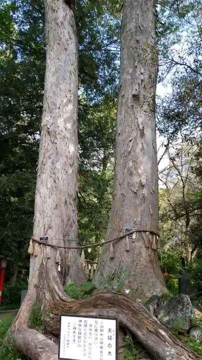 妻沼聖天山歓喜院の自然