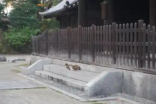 聖福寺の動物