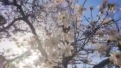 神明社（国府宮神明社）の自然