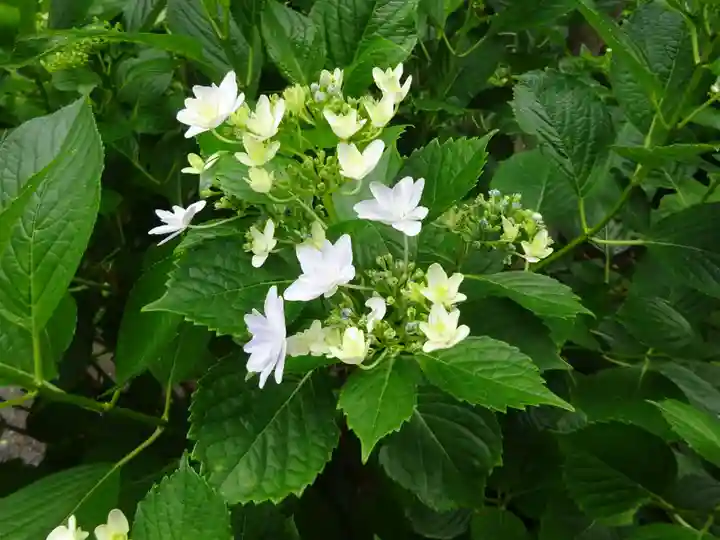 實相寺(実相寺)の自然