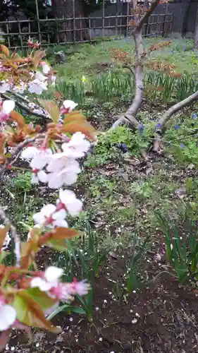 新琴似神社の自然