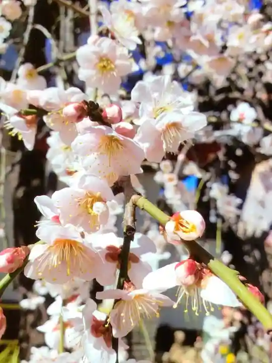 成願寺(東京都)