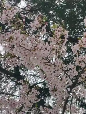 花巻神社の{uncategorized: "未分類", other: "その他", undefined: "問題あり", building: "その他建物", grave: "お墓", sacred_gate: "鳥居", guardian: "狛犬", statue: "像", buddha: "仏像", history: "歴史", nature: "自然", garden: "庭園", animal: "動物", pagoda: "塔", temizu: "手水舎", mountain_gate: "山門・神門", sanctuary: "本殿・本堂", subordinate: "末社・摂社", art: "芸術", scenery: "景色", jizo: "地蔵", ema: "絵馬", goshuin: "御朱印", omikuji: "おみくじ", items: "授与品その他", amulet: "お守り", goshuincho: "御朱印帳", eats: "食事", festival: "お祭り", votive_dance: "神楽", shichigosan: "七五三参", wedding: "結婚式", experience: "体験その他", initially: "初詣", around: "周辺", anti_infection: "感染症対策"}