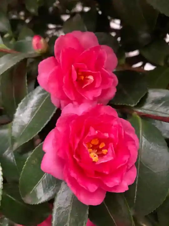 秋葉神社の自然