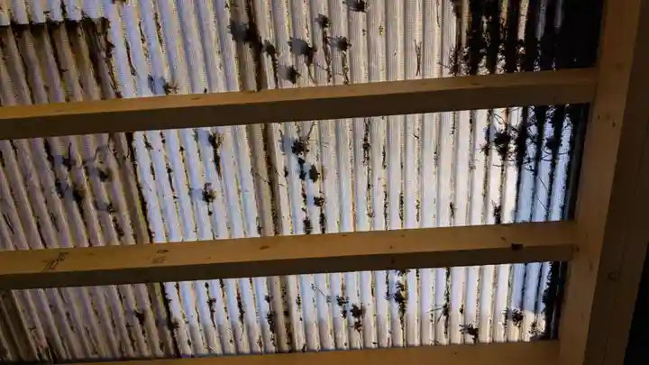 上川神社の自然