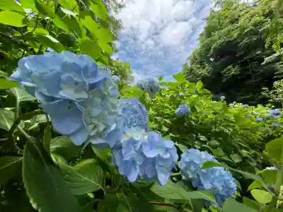 明月院(神奈川県)
