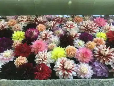 岡寺（龍蓋寺）の手水舎