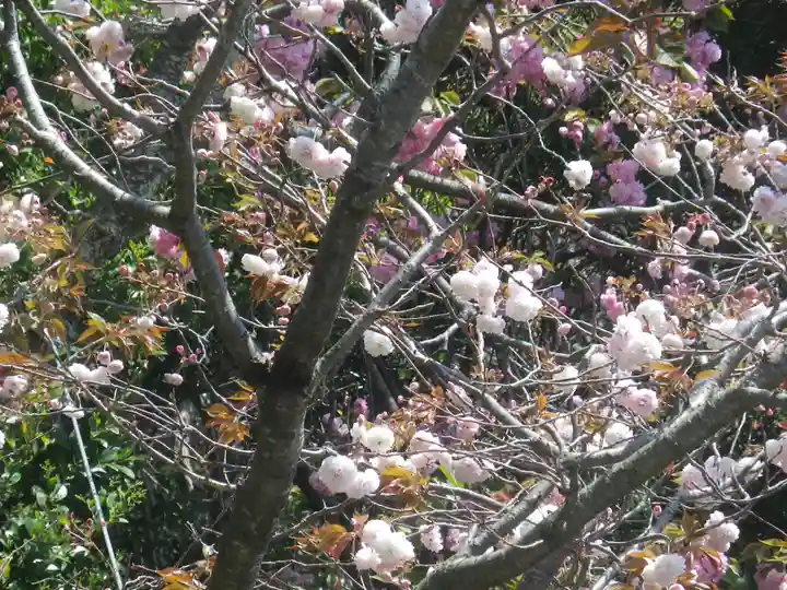 八雲神社(鎌倉・大町)の自然