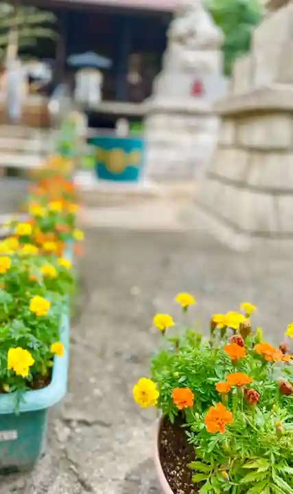 高円寺氷川神社の自然