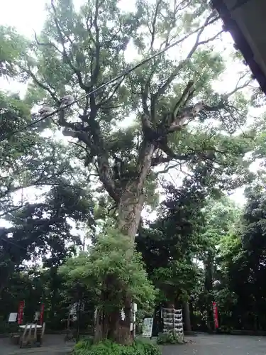 八雲神社（鎌倉・大町）の自然