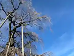 瀧桜神明宮(福島県)