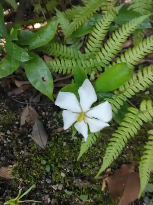 唐招提寺の自然