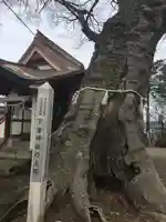 下妻神社の自然